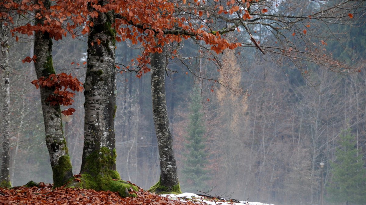 В ожидании зимы