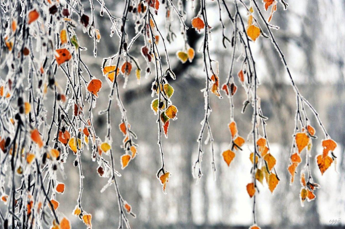 Зимняя рябина