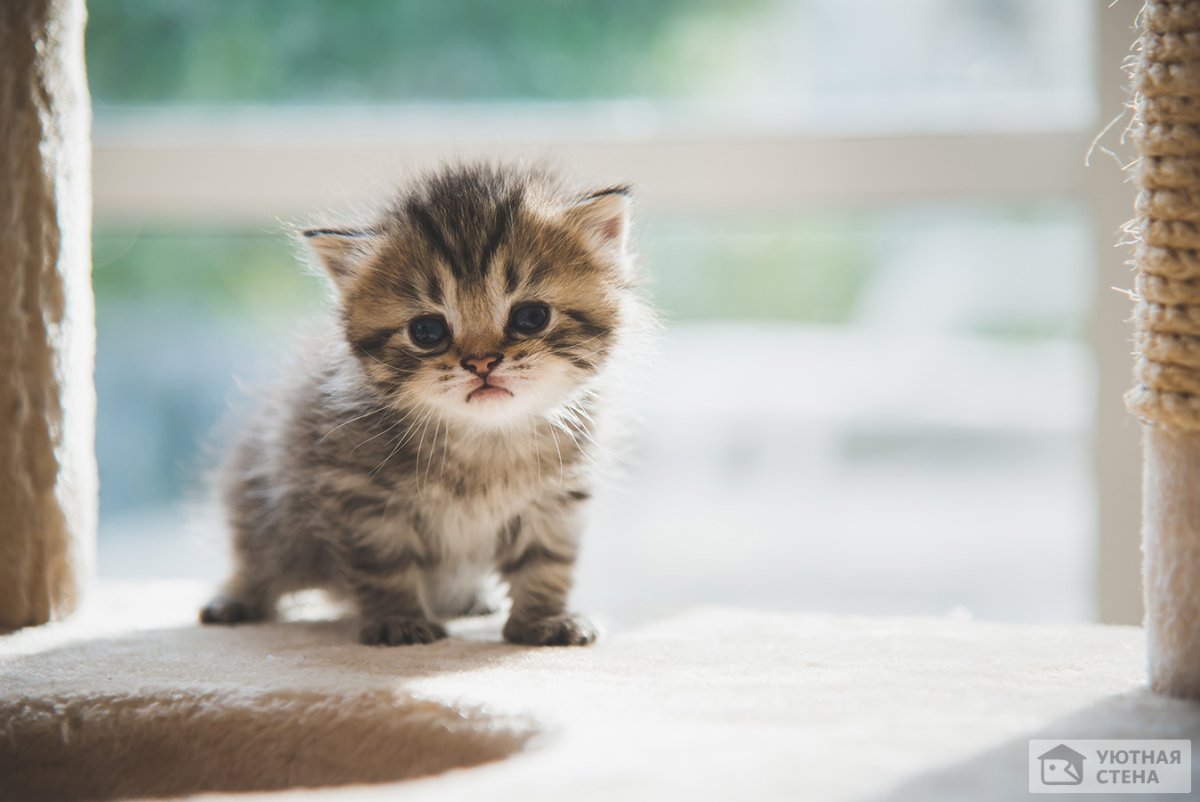 Милая кошка