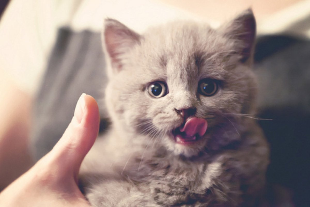 Маленький котенок в ладошке