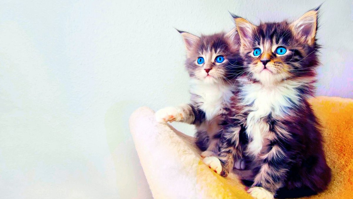 Милый котенок махает