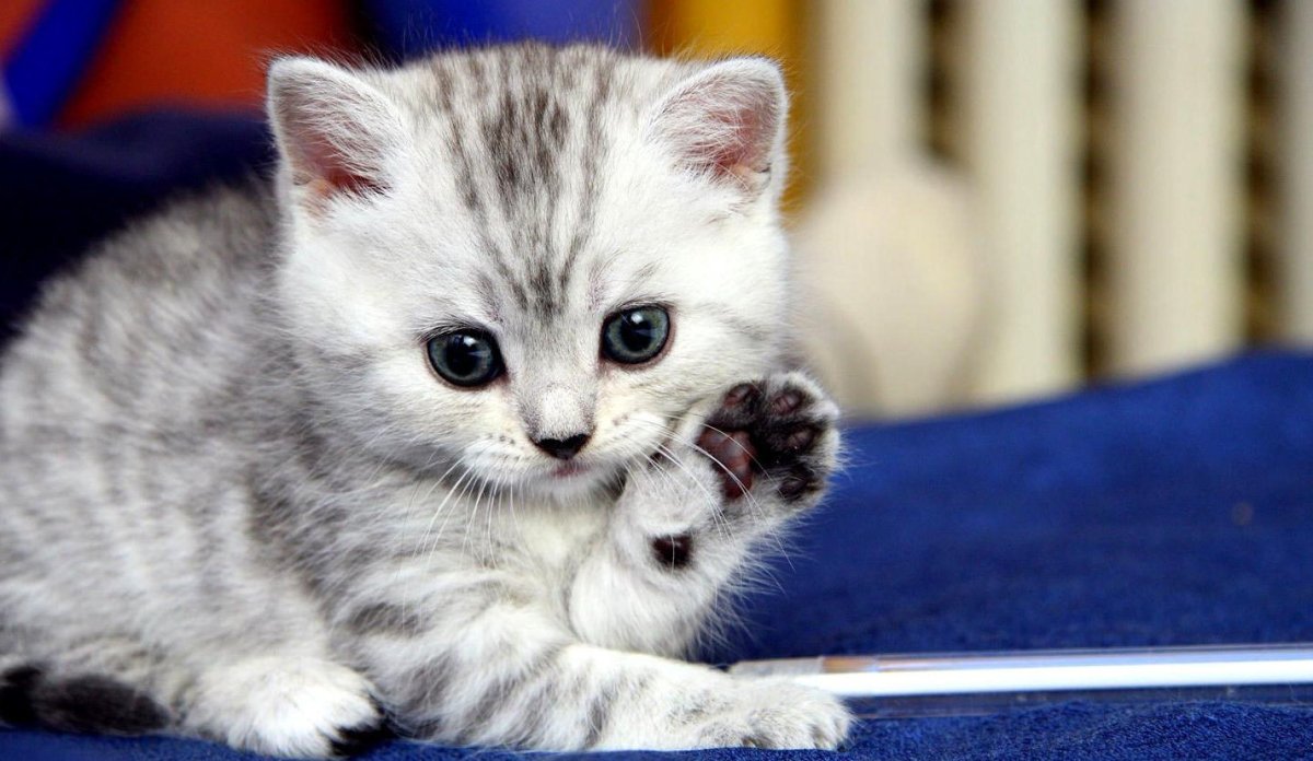 Милый котёнок на аву