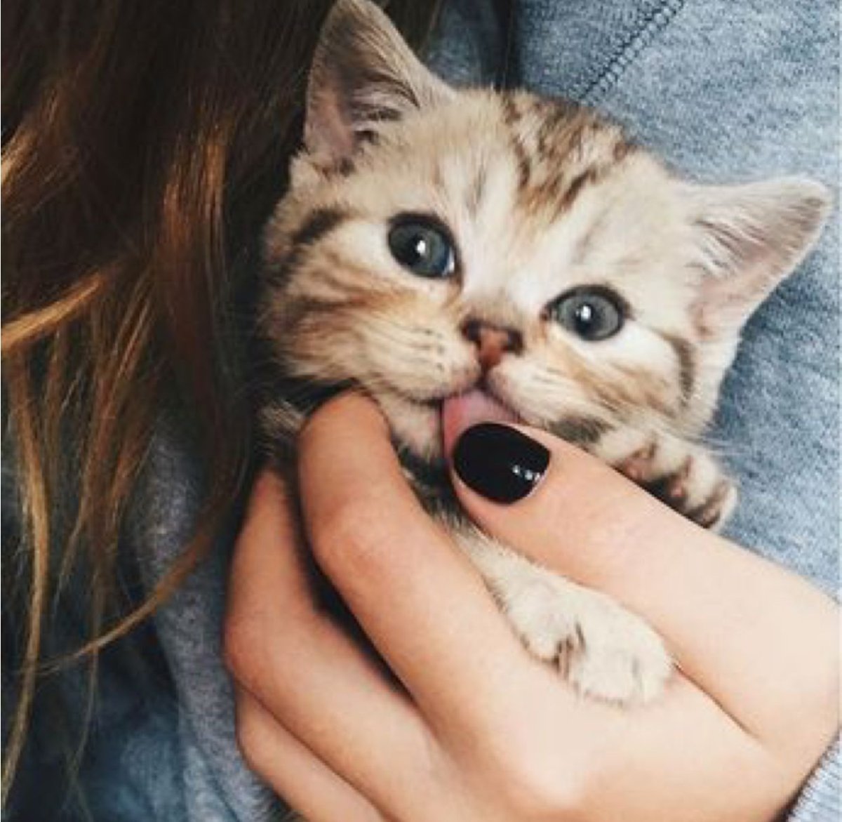 Котята милота зашкаливает