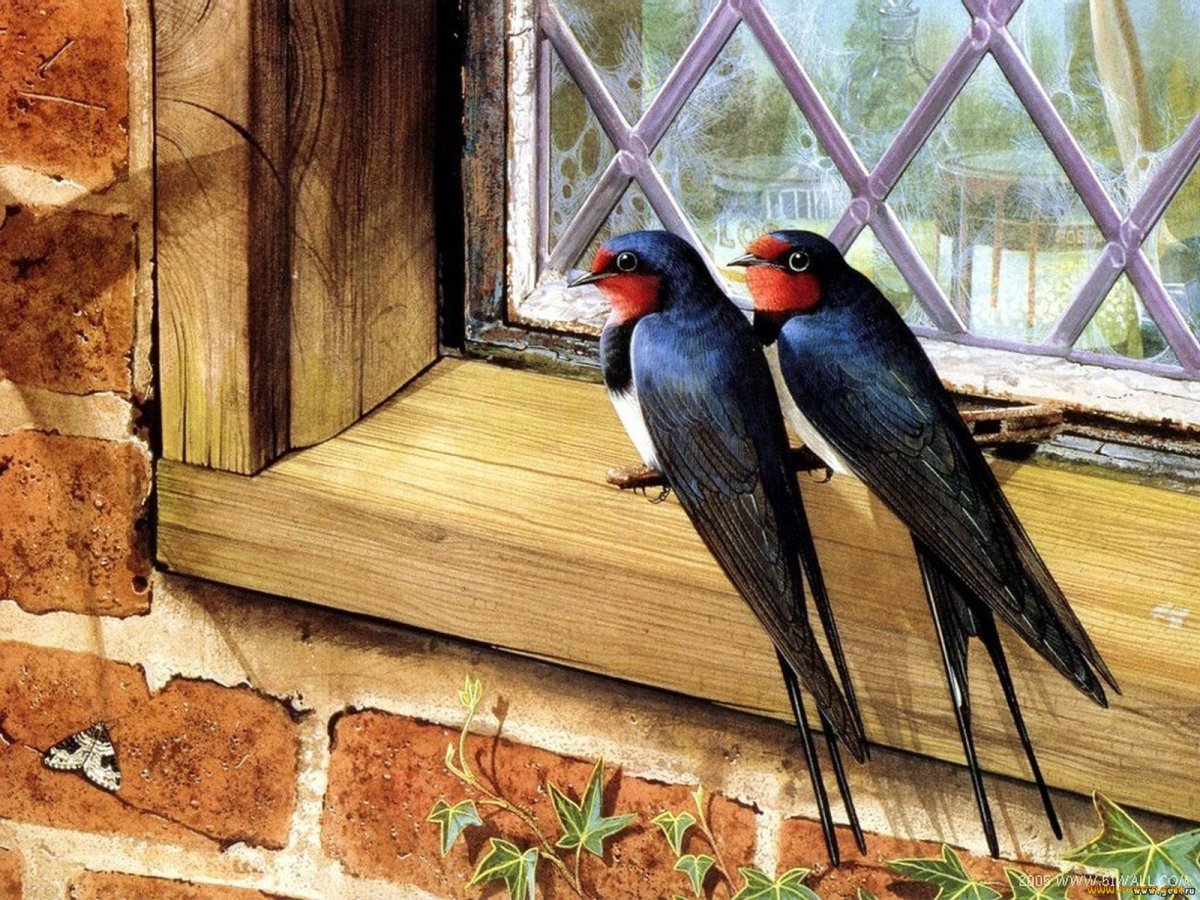 Гнезда ласточек в скалах