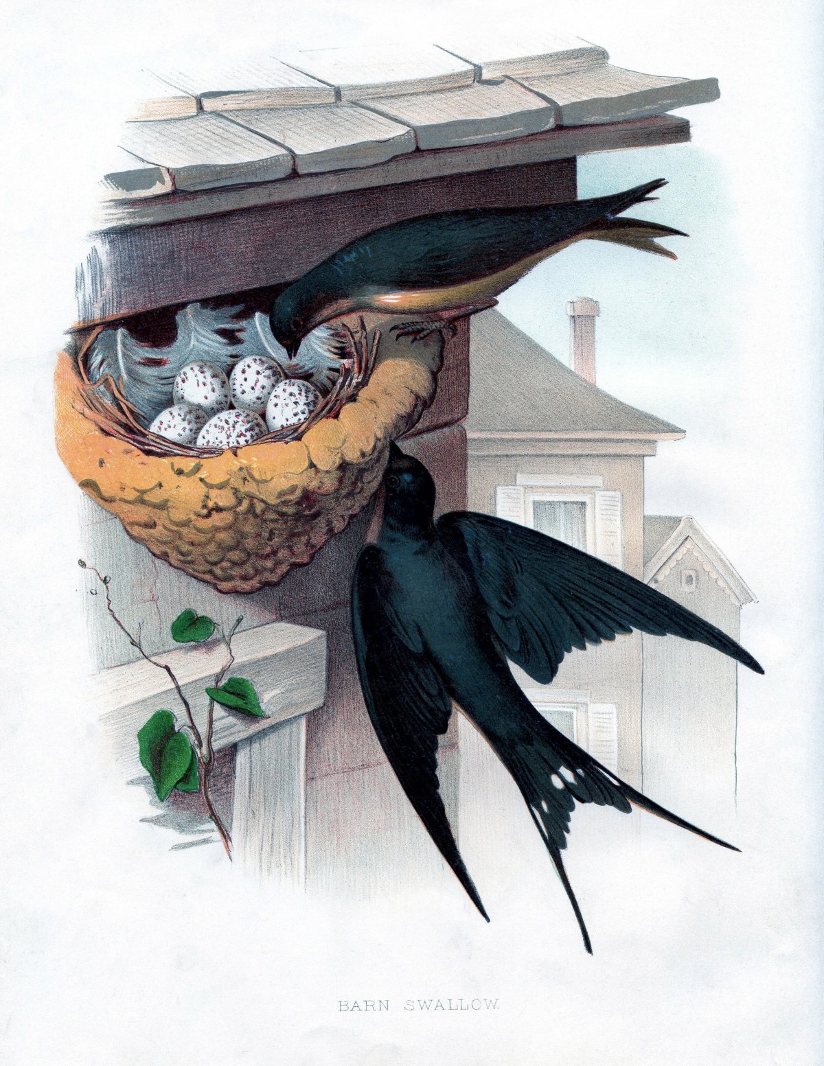 Ласточкино гнездо ласточки