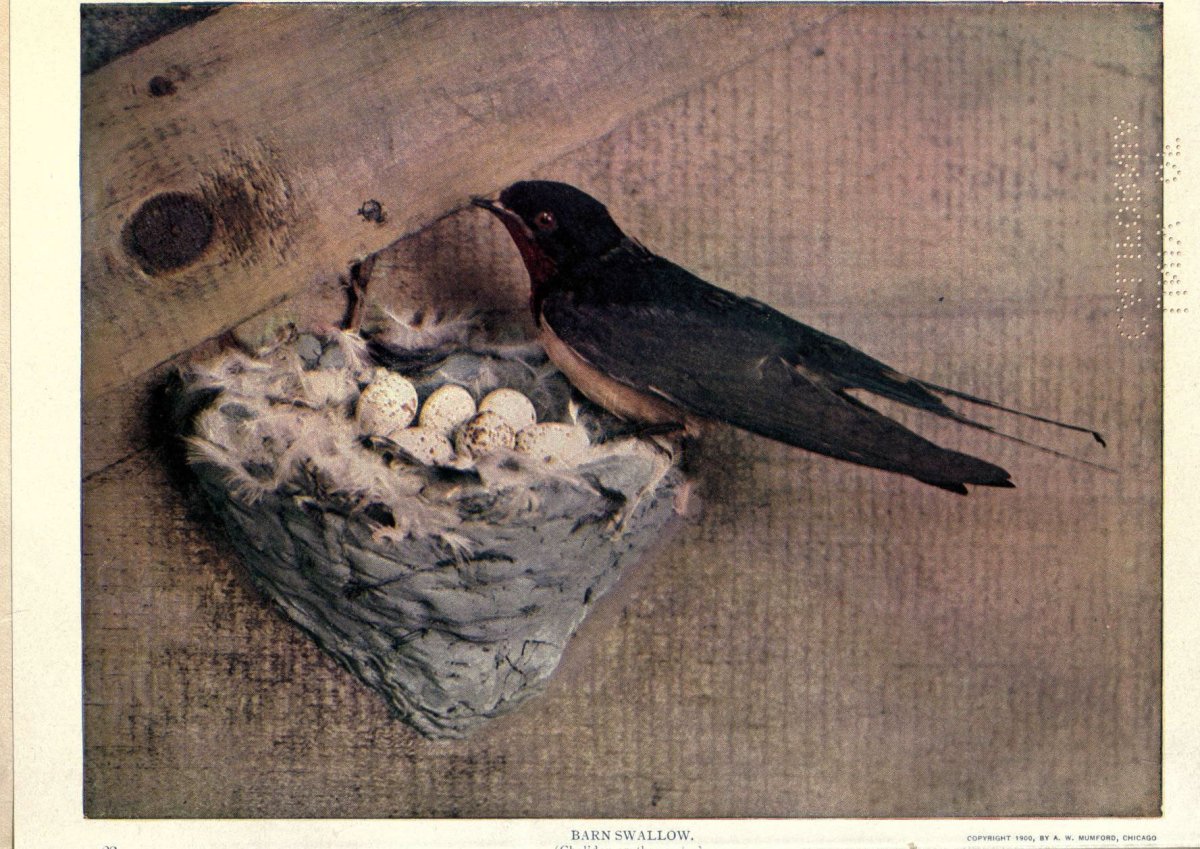 Ласточкино гнездо птицы