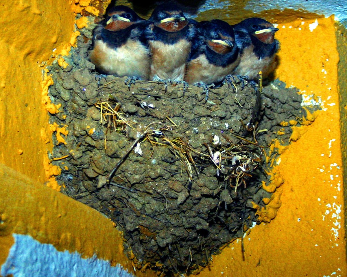 Гнездо ласточки