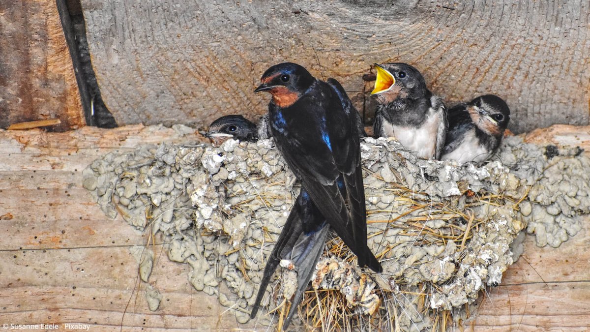 Паук муравей и Ласточка