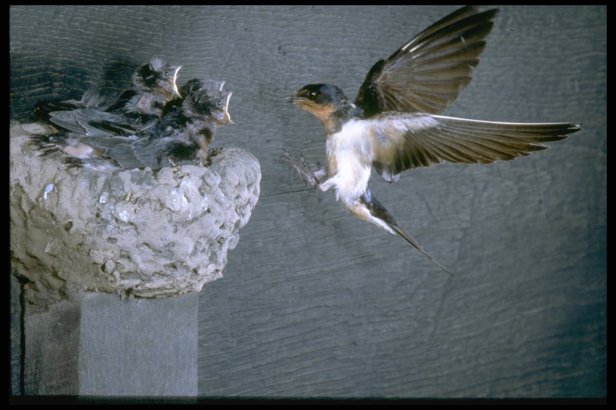 Гнездо для птиц.