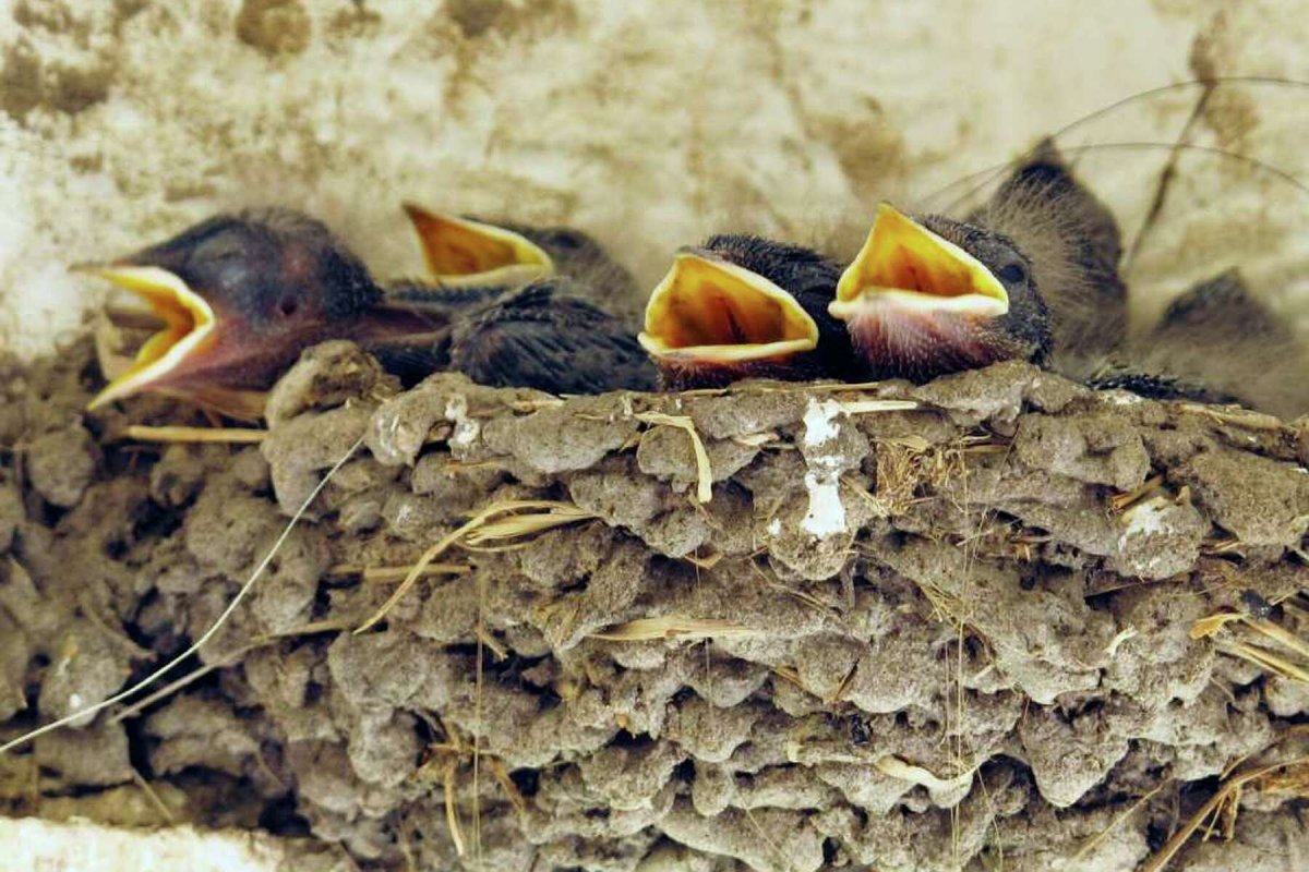 Яйца деревенской ласточки