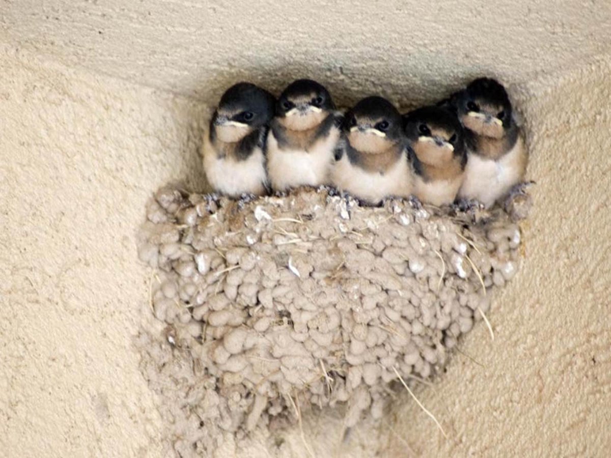 Ласточкино гнездо