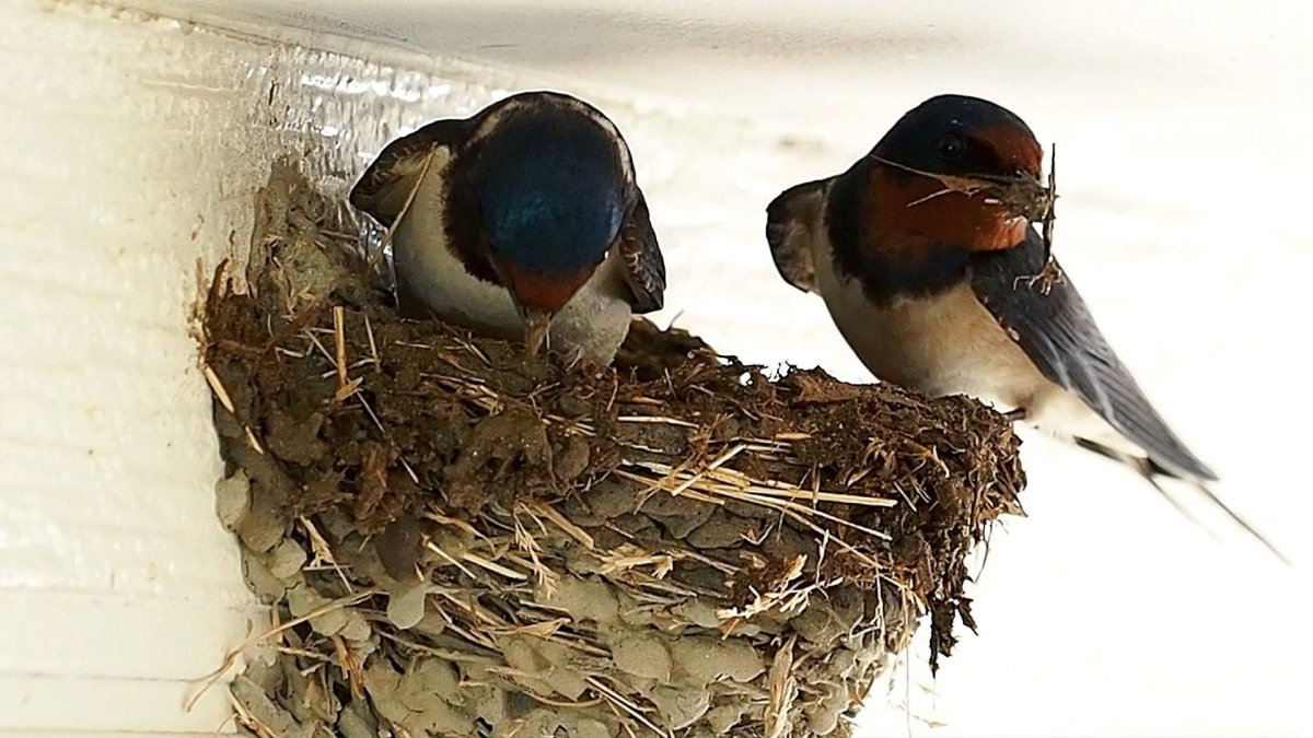 Птенец вылетает из гнезда