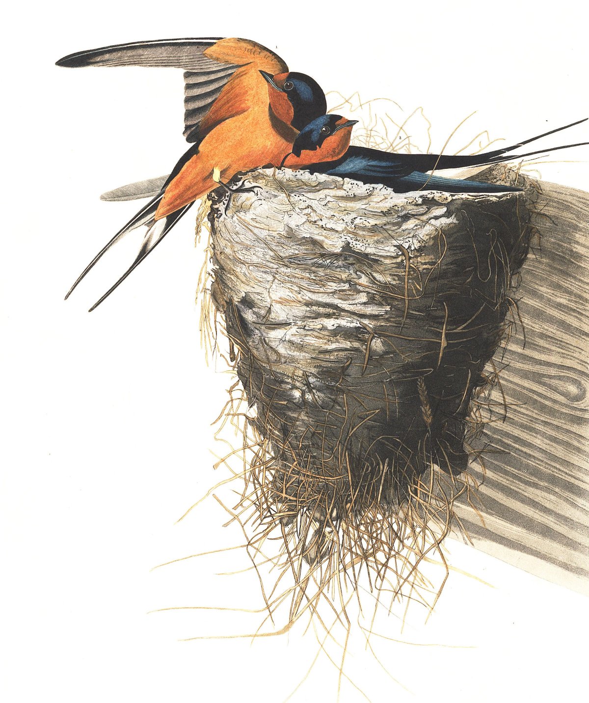 Ласточка в сарае