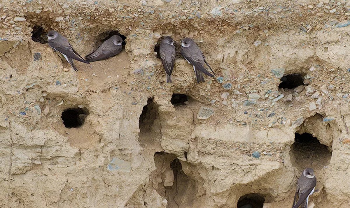 Ласточкино гнездо ласточки