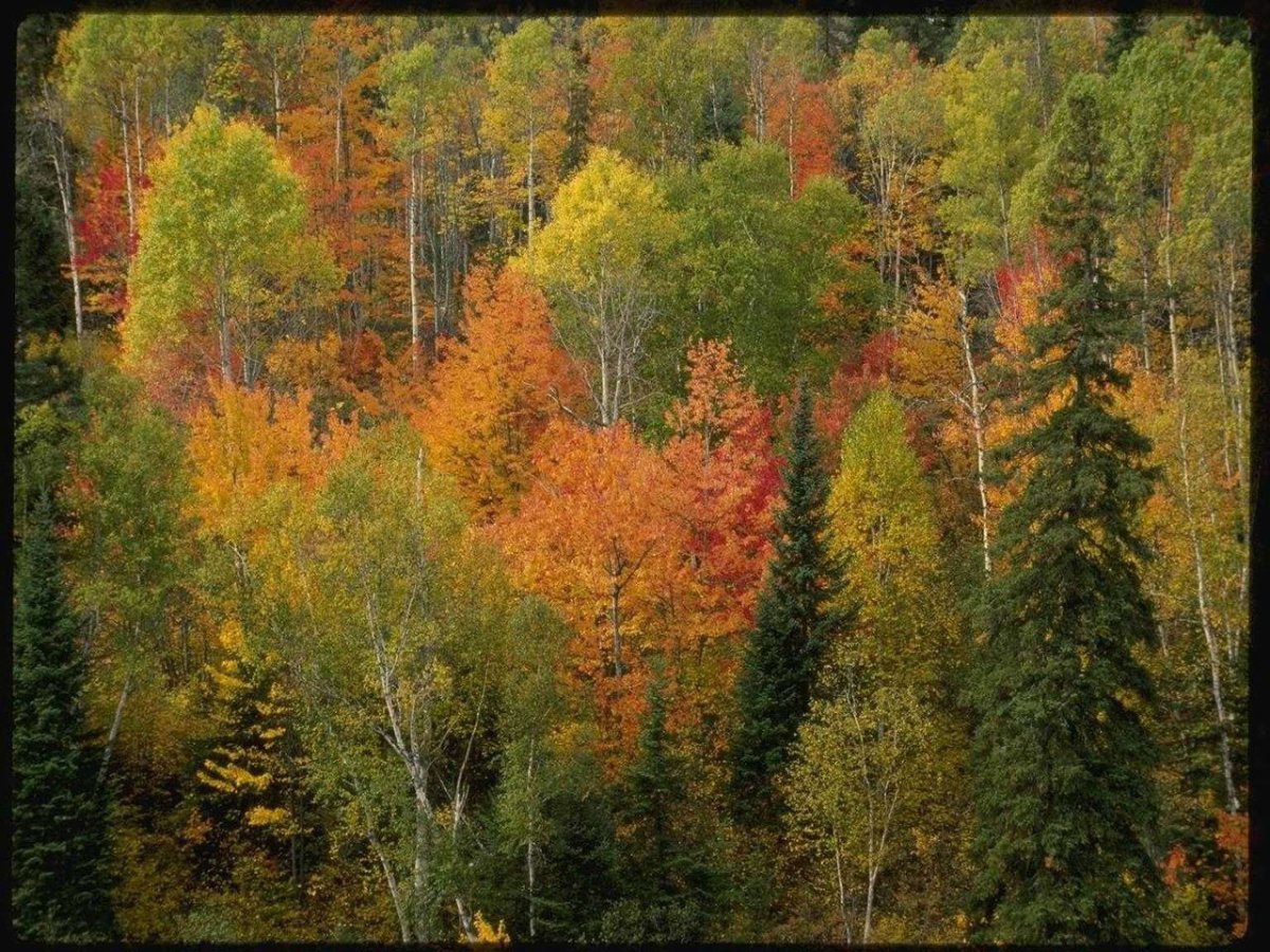 Смешанный лес