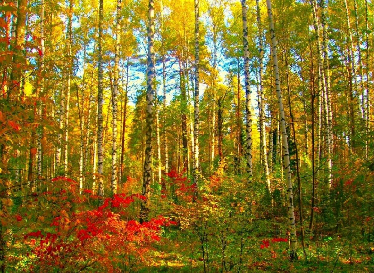 Осенний лес