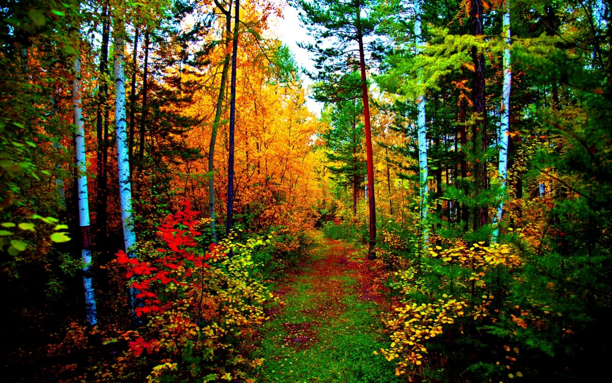 Осенний смешанный лес