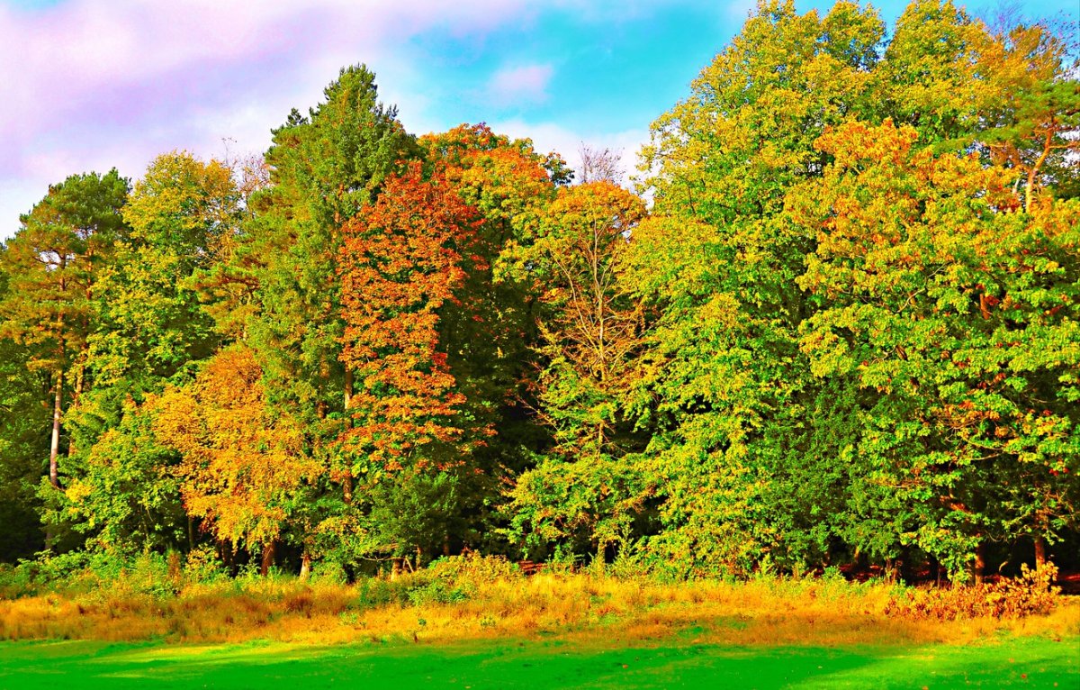Широколиственный лес России