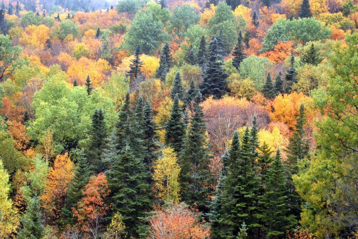 Хвойно-широколиственный лес