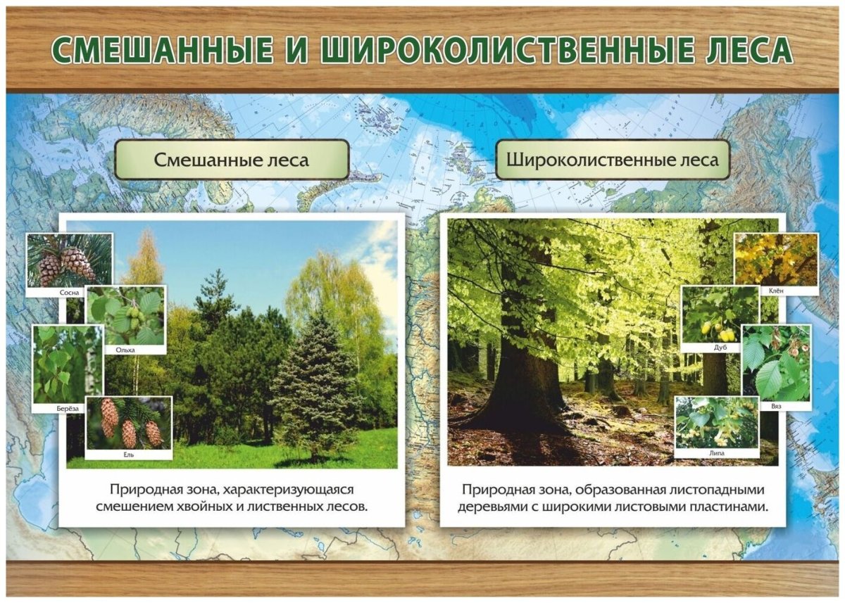 Природная зона смешанные и широколиственные леса