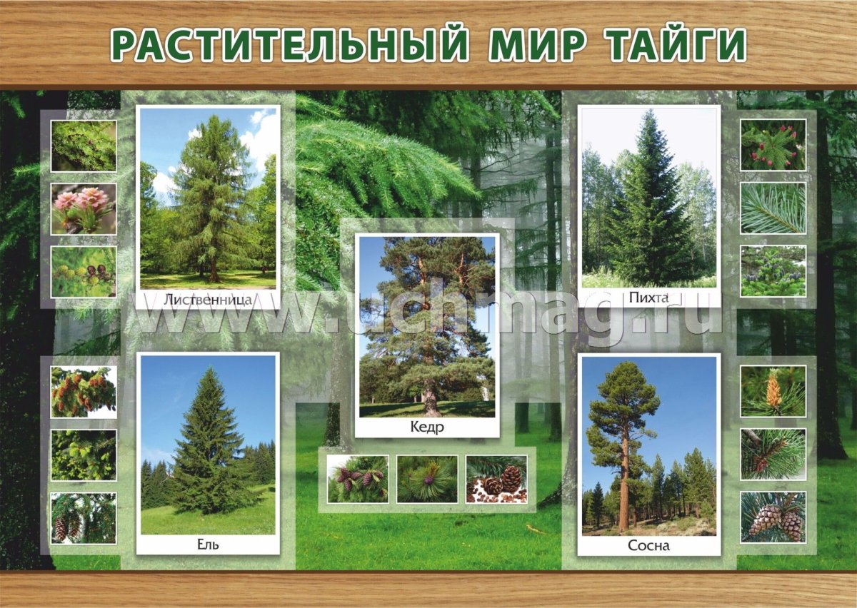 Зона тайги растения