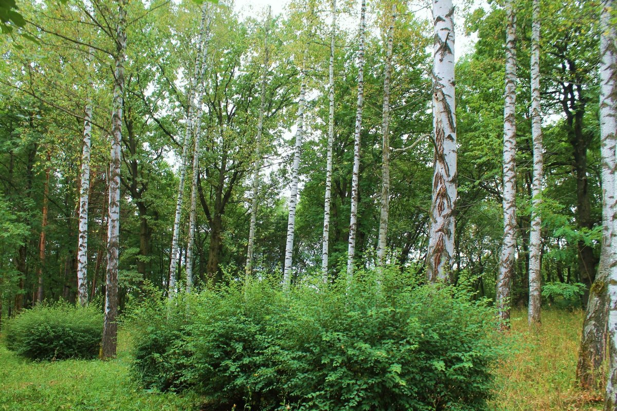 Березовая роща Абрамовская