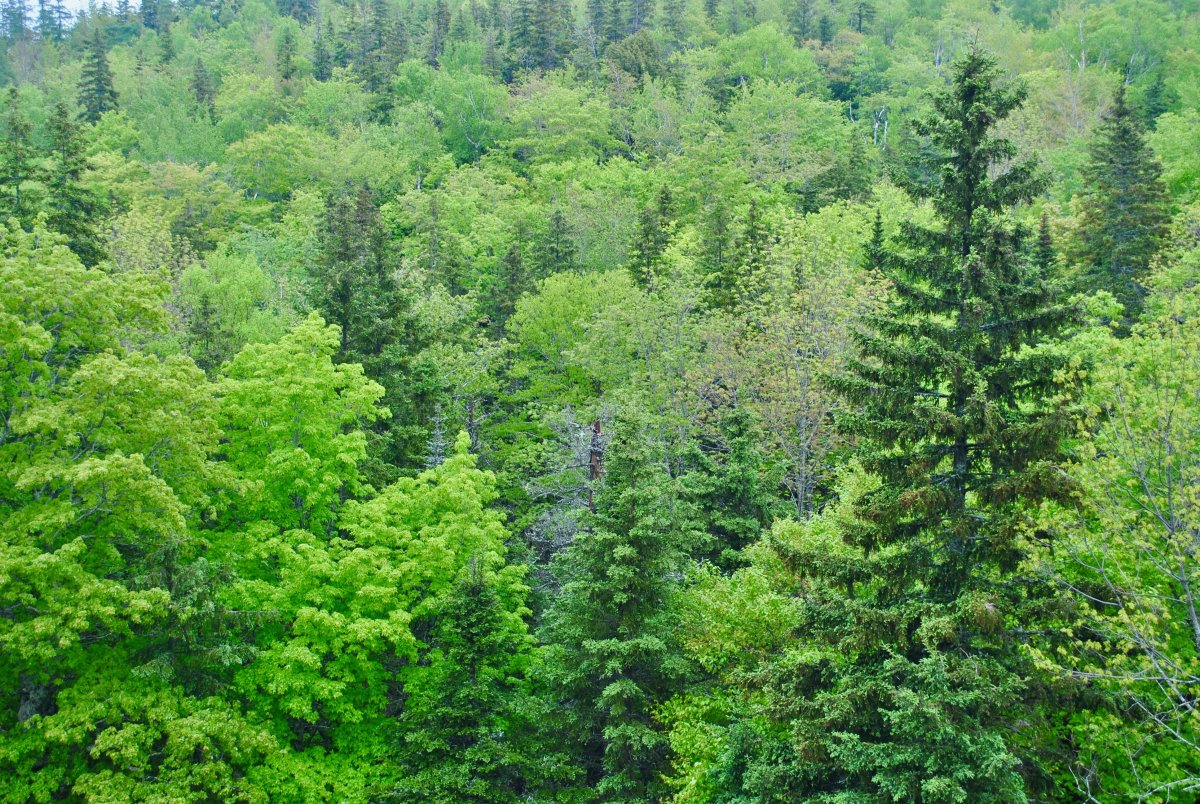 Смешанный лес пейзаж