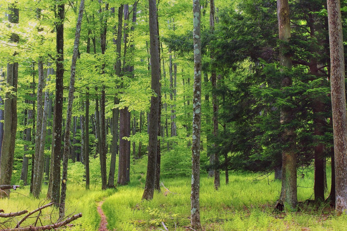 Елово широколиственный лес