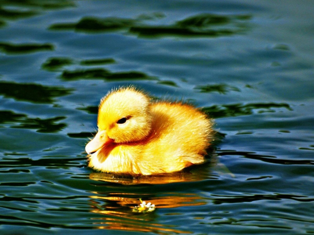 Утка желтая