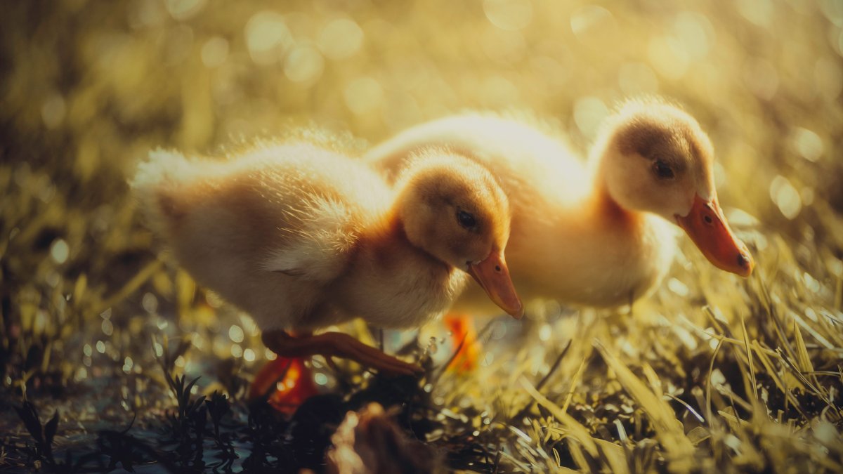 Милый утенок