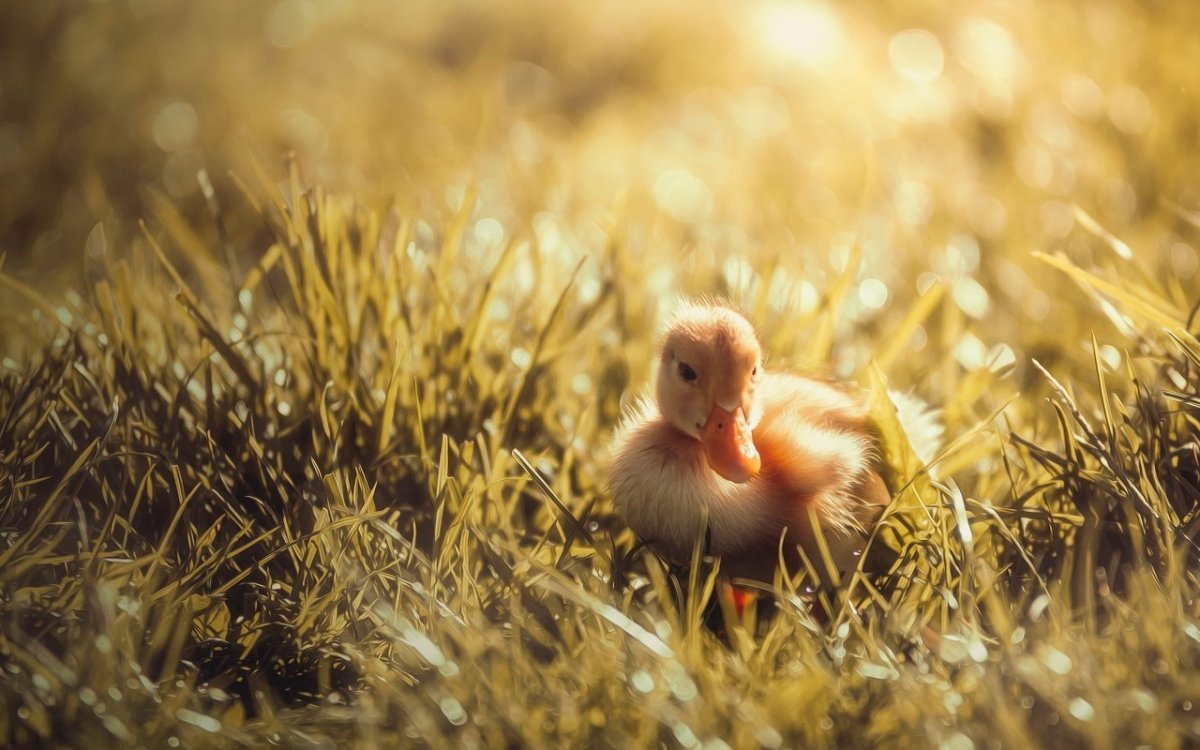 Красивые утята