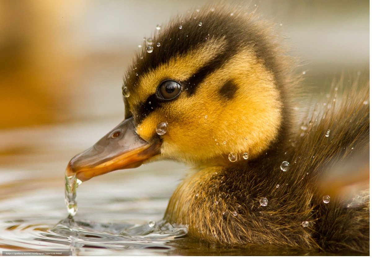 Обои с уточками