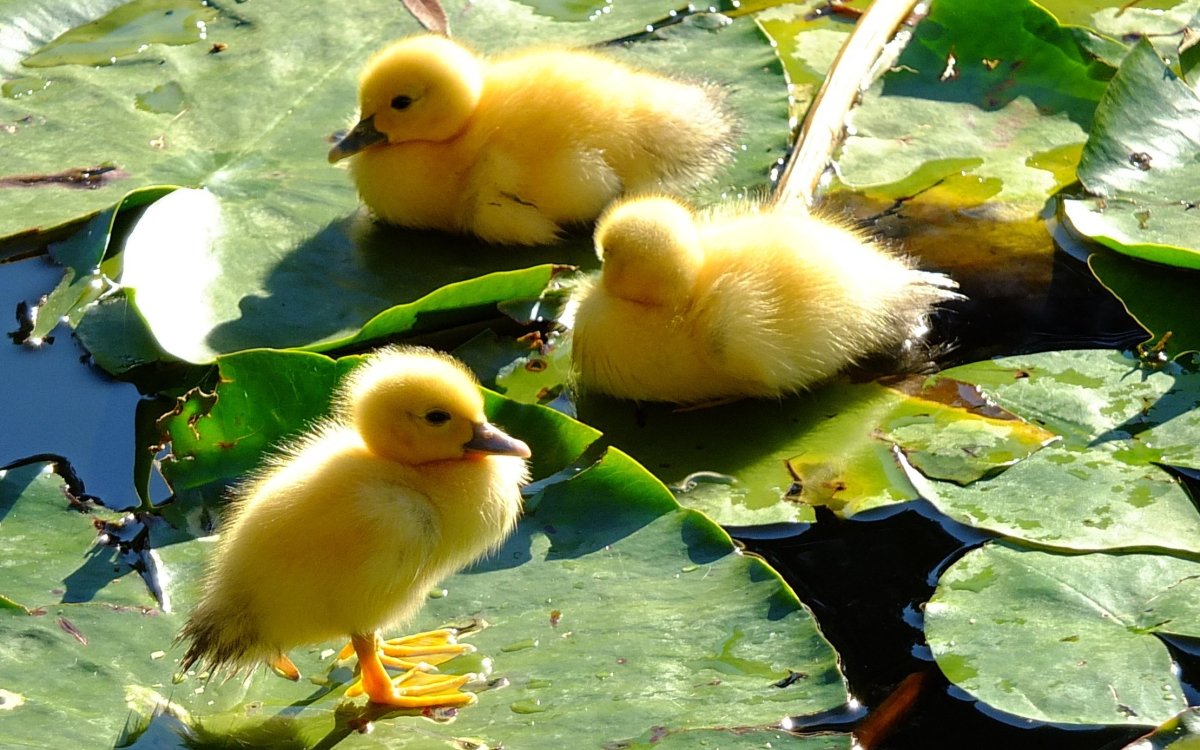 Милый утенок