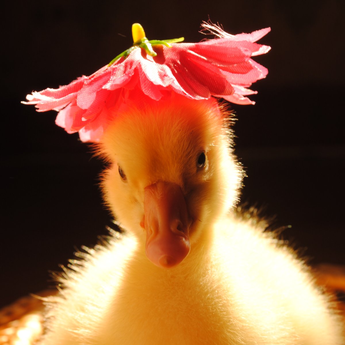 Забавные зверята