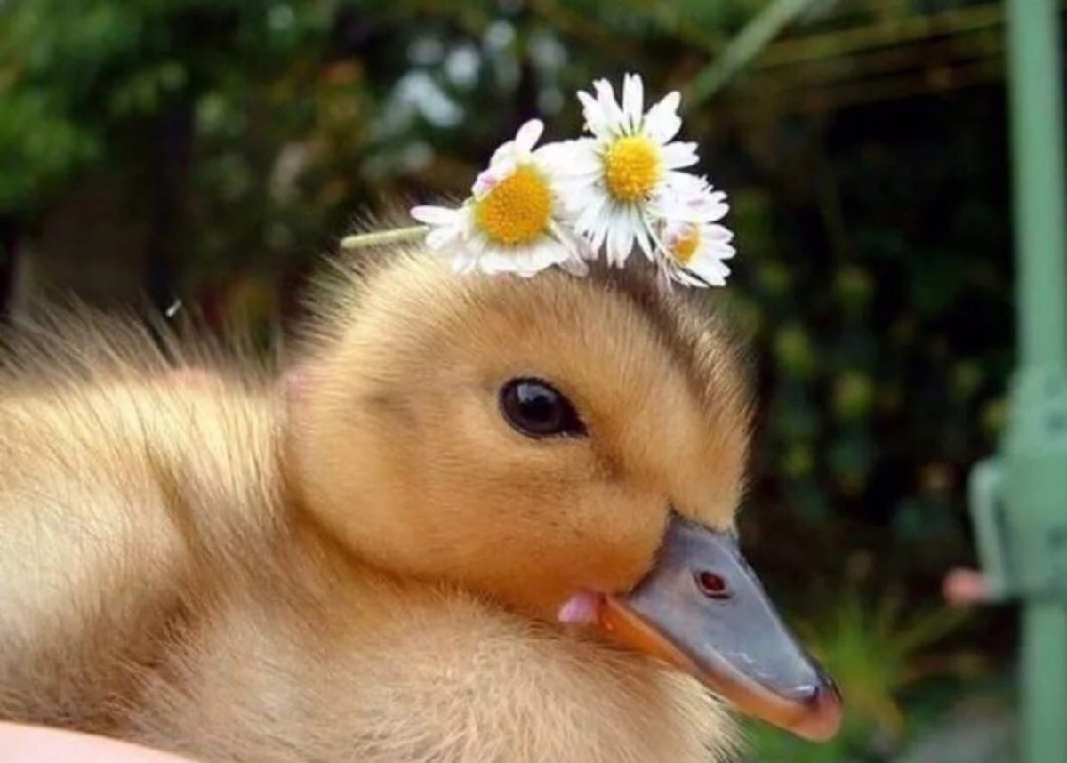 Красивые утята