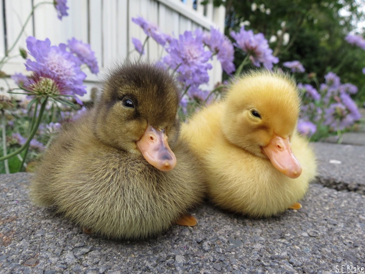Красивые утята