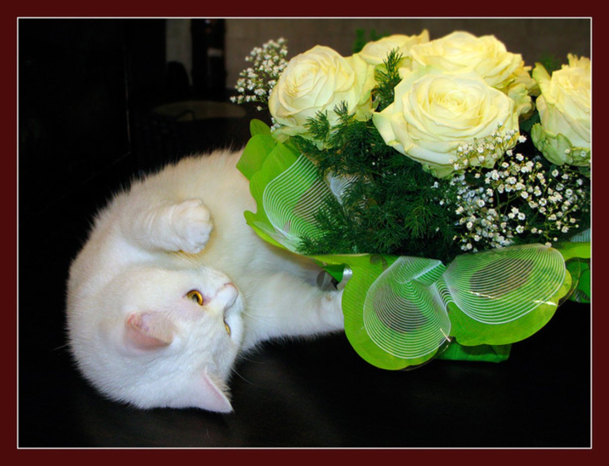 Поздравить Тамару с днем рождения