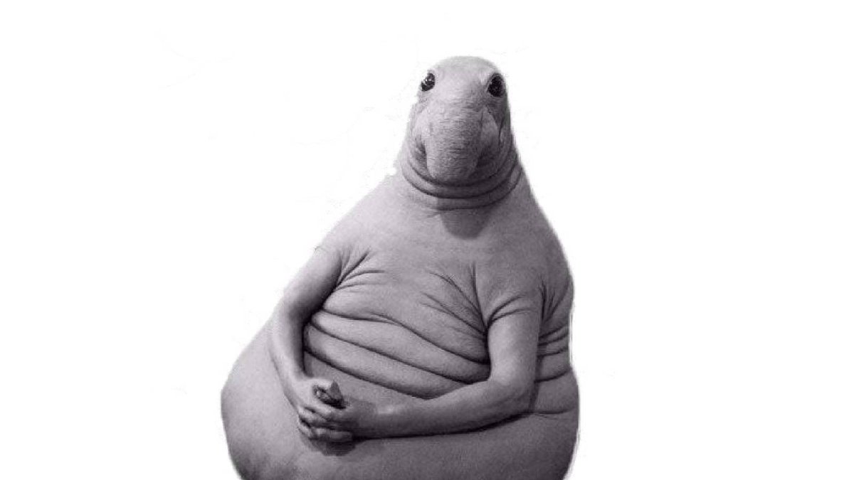 Ламантин Ждун