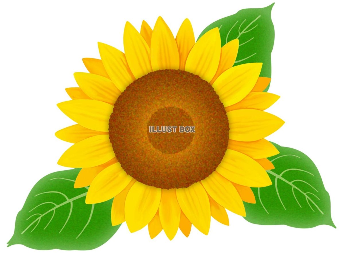 Эппл подсолнух