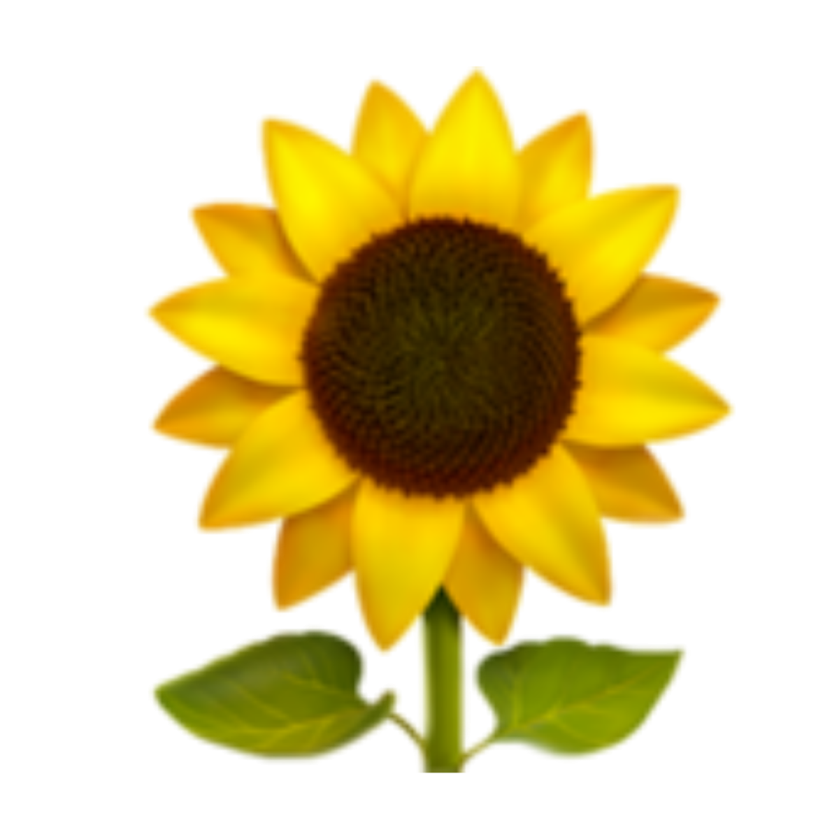 Подсолнух рисунок