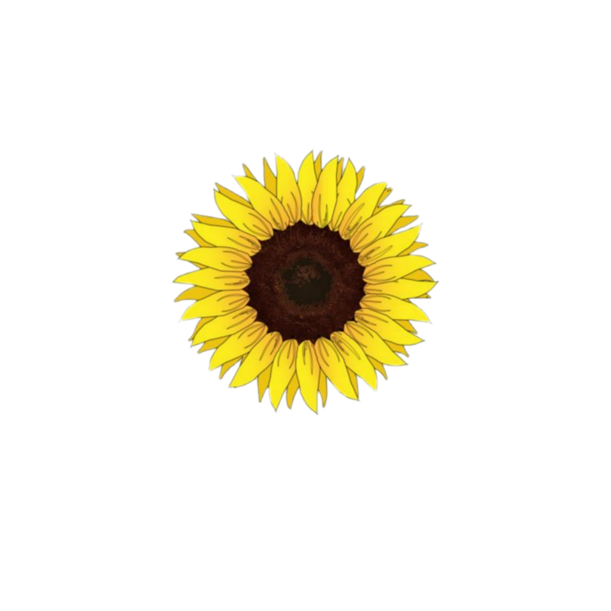 Подсолнух рисунок для детей