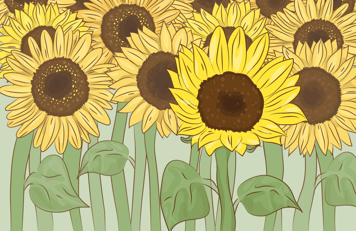 Подсолнух символ