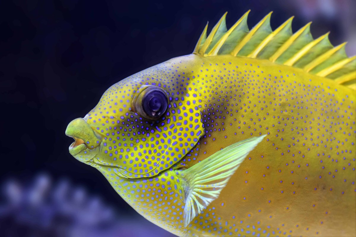 Зебрасома гемматум