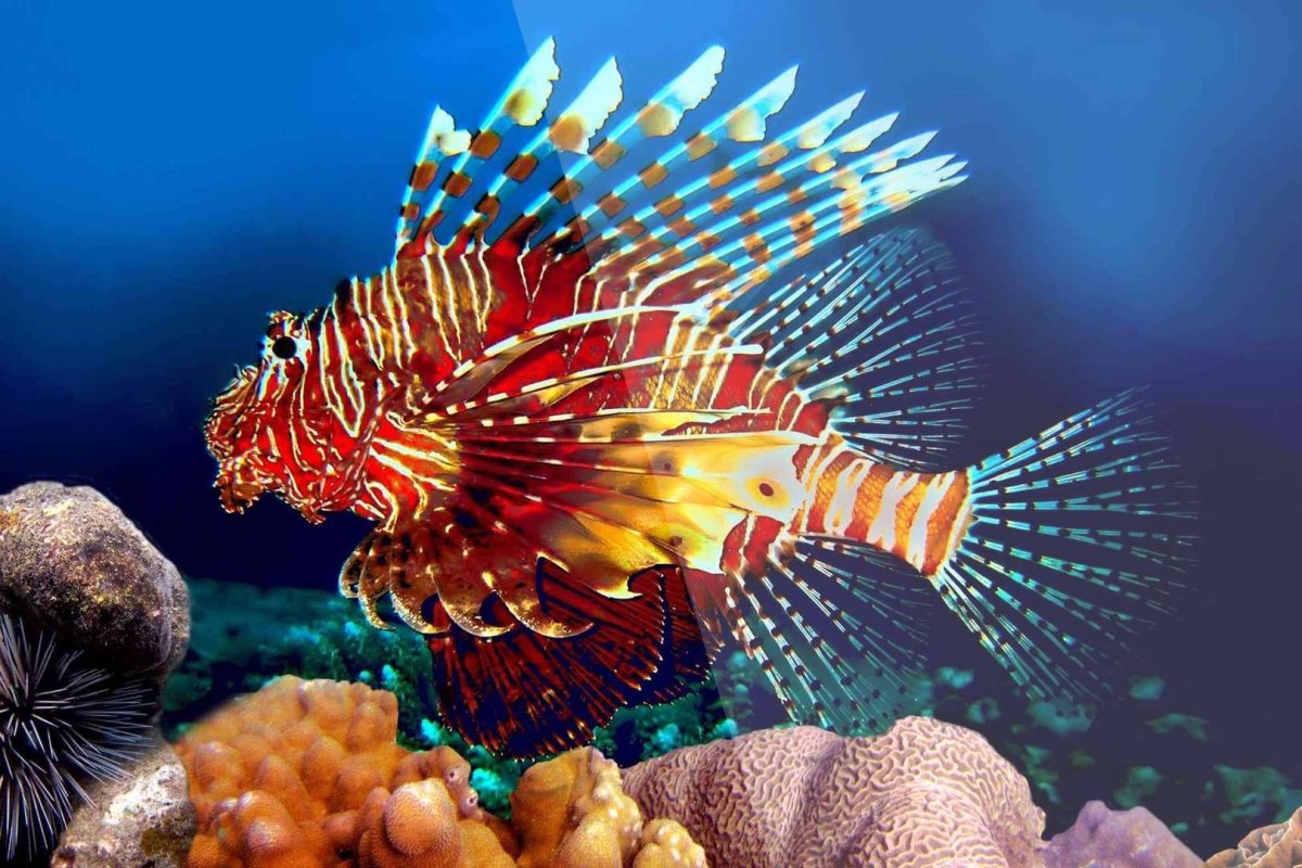 Яркие тропические рыбки