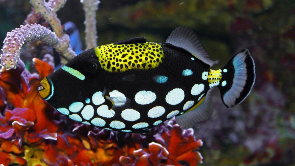 Меднополосая рыба-бабочка