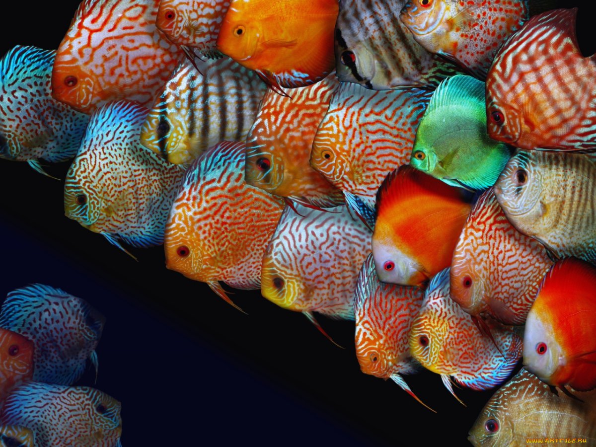 Аквариумная рыбка Мандаринка