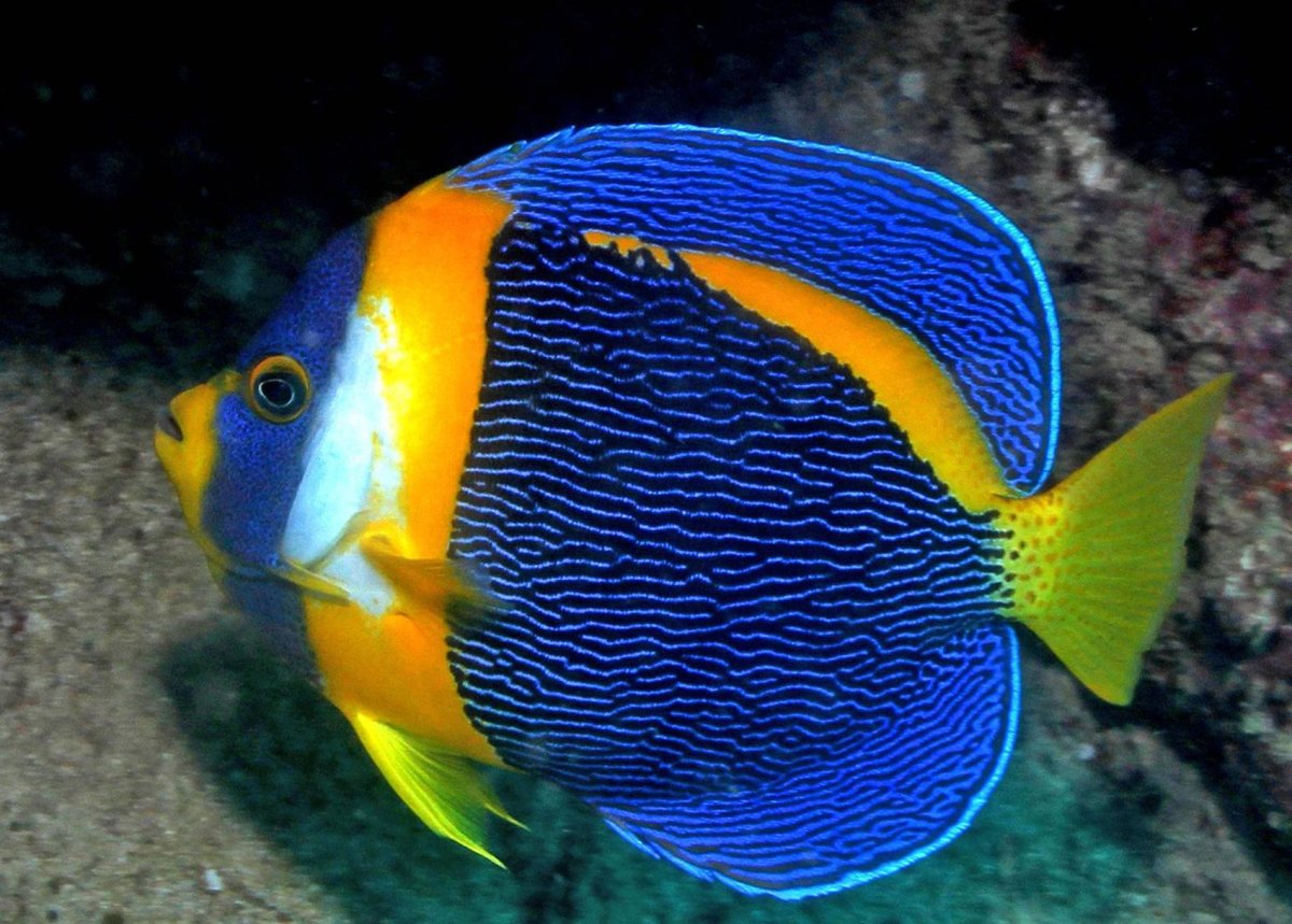 Рыба Мандаринка