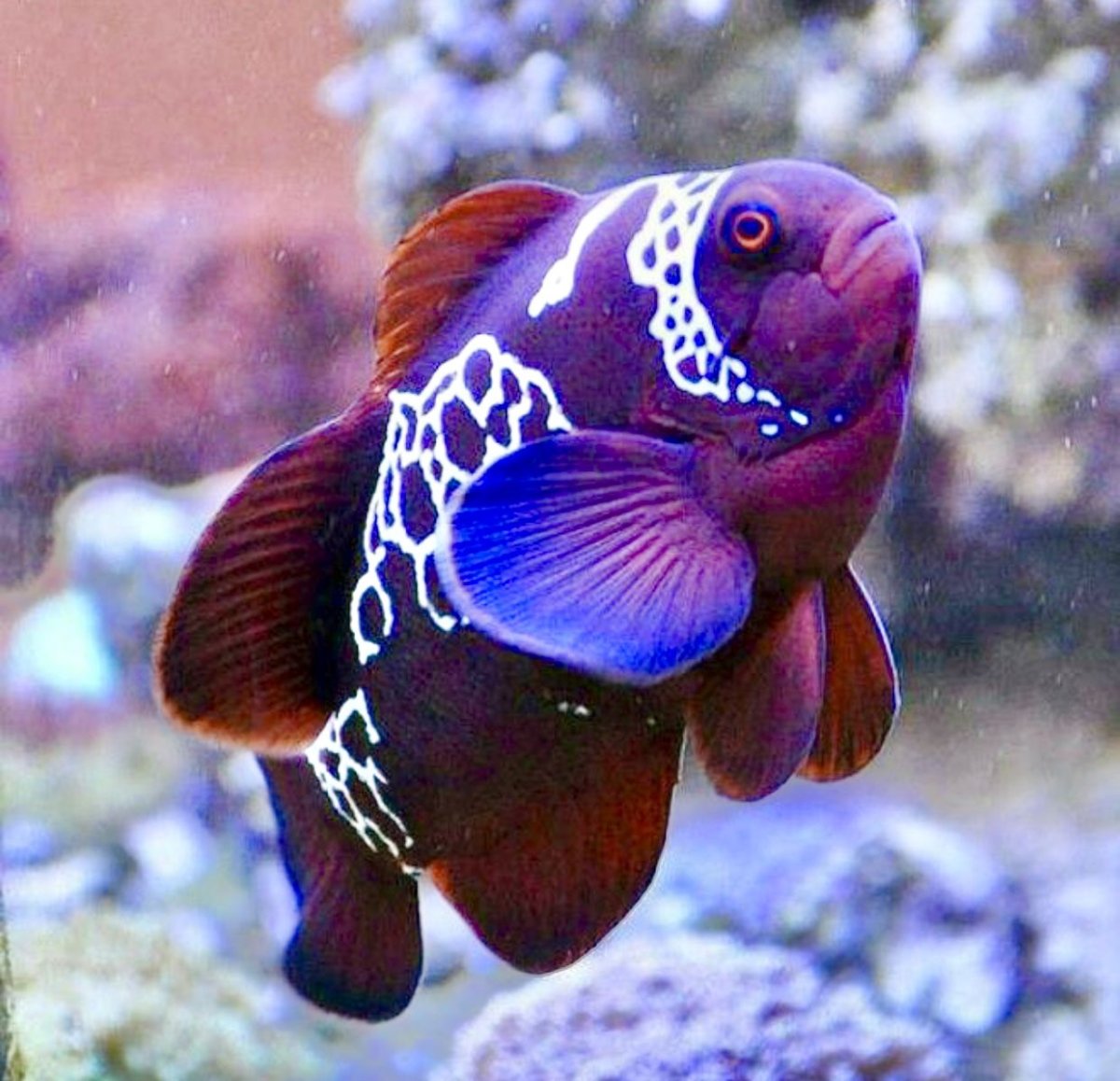 Яркие рыбки