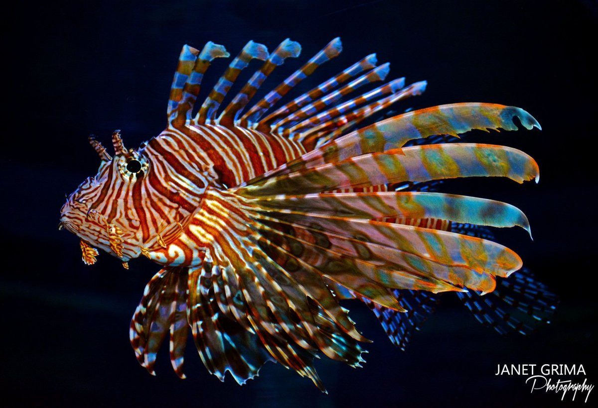 Яркие рыбки