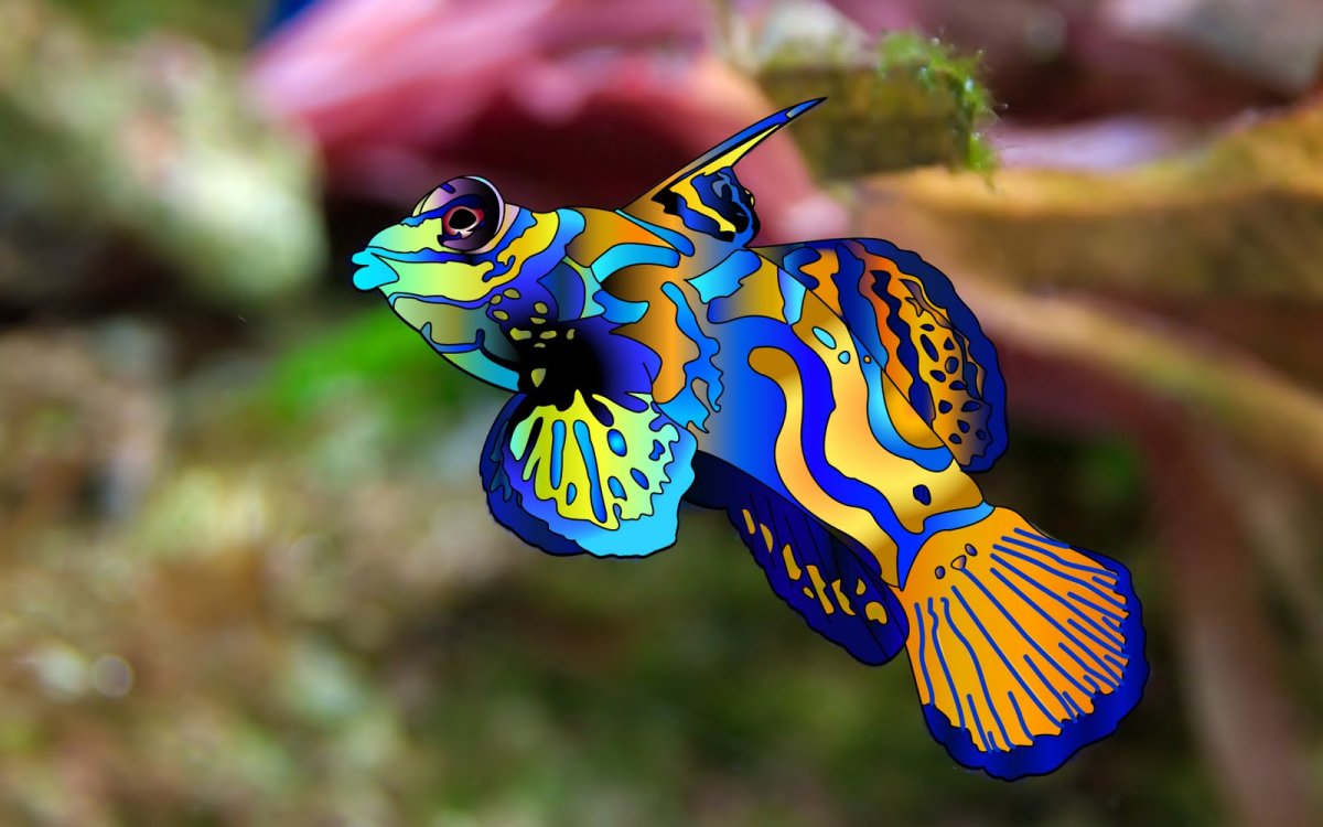 Морская рыба крылатка